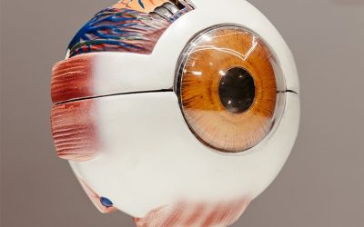 ANATOMÍA DEL OJO